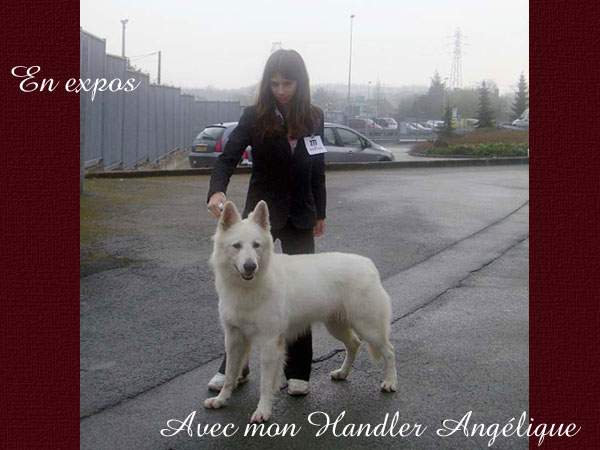 Attila en expositions